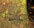 Arachnides