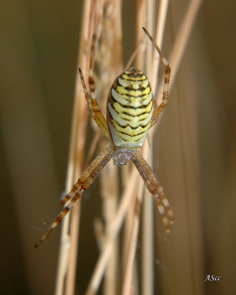 dsc_0036.jpg