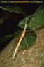 Gargantuoidea triumphalis